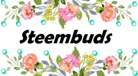 steembuds.png