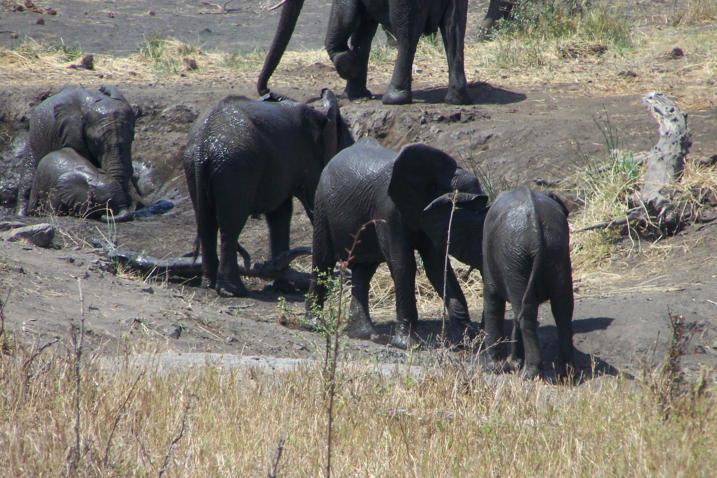 KNP Satara-Lower Sabi 2009 171.JPG