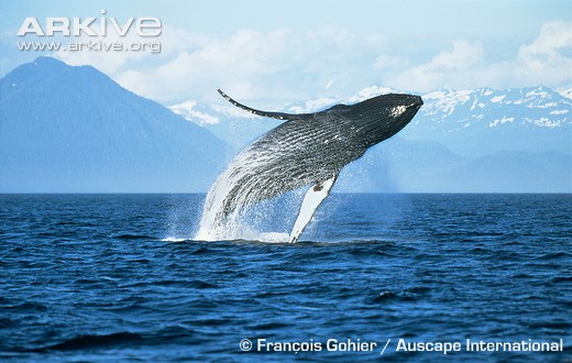 Humpback-whale-breaching.jpg