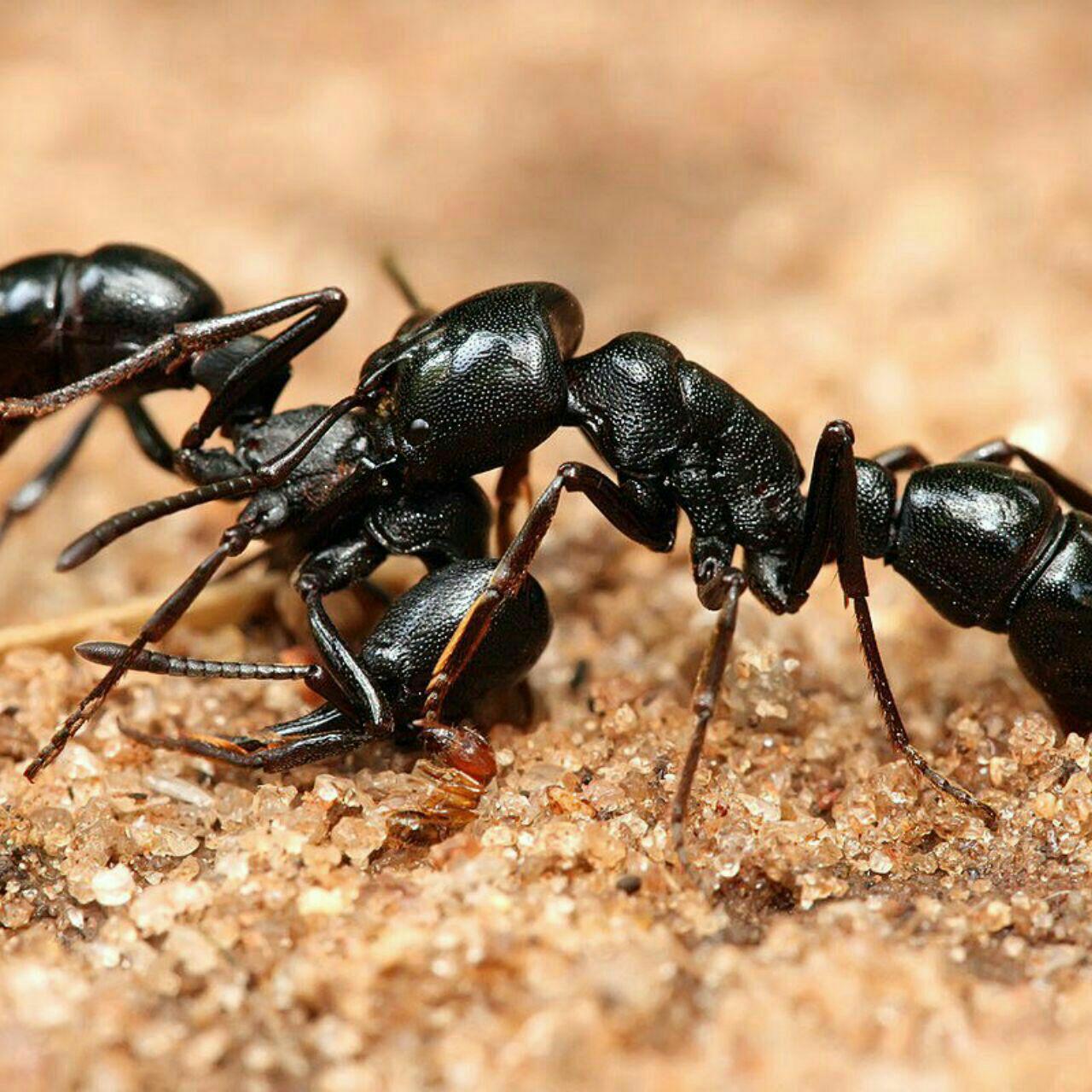 Черный муравей