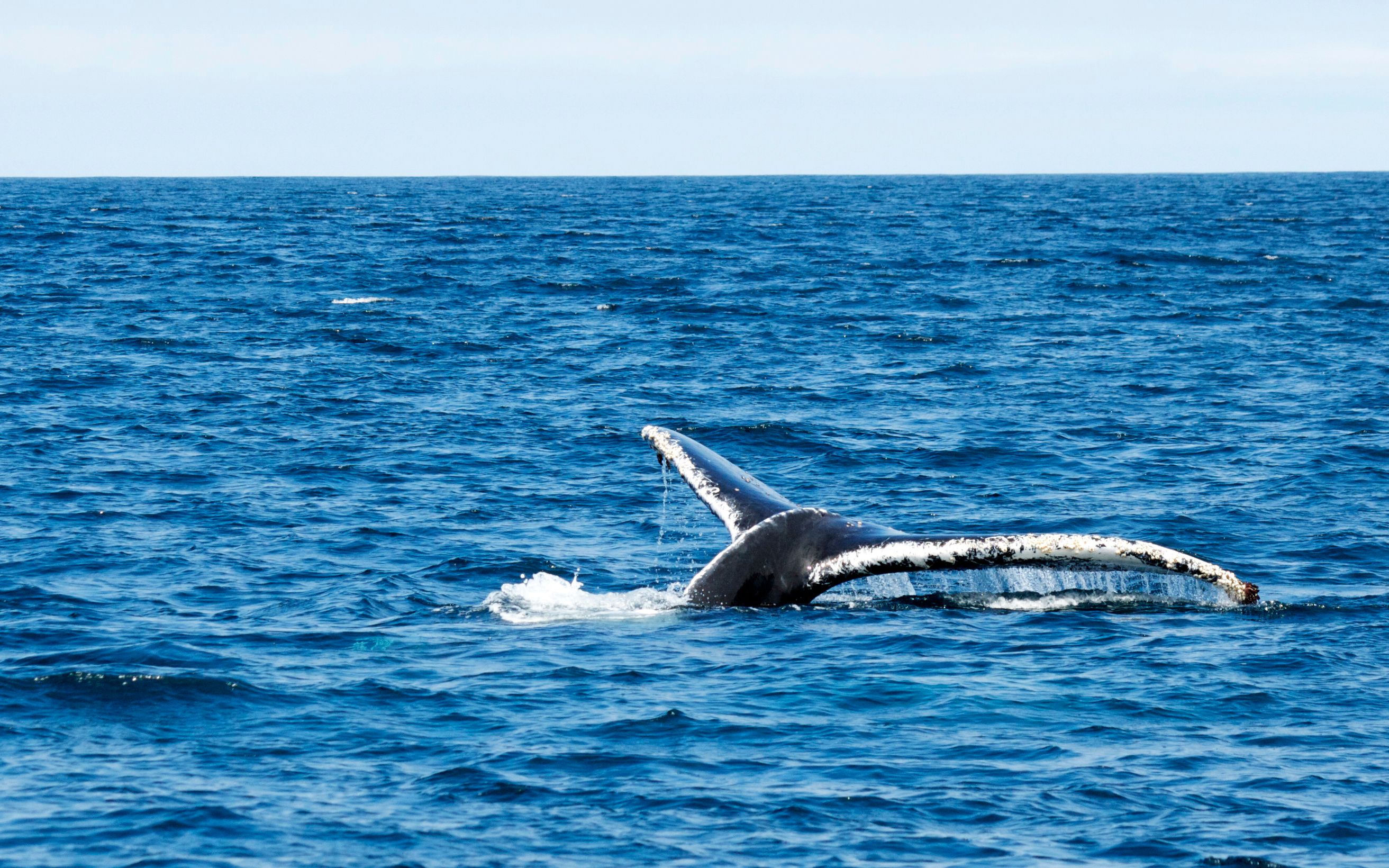 Whale tail.jpg