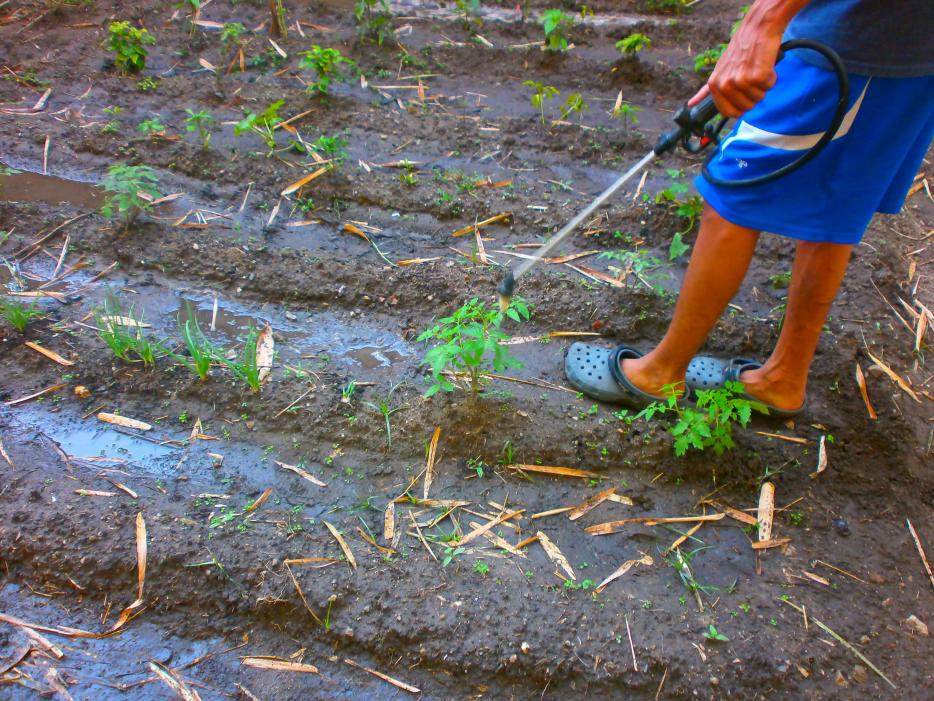 APLICACION_FOLIAR_HUMUS.jpg