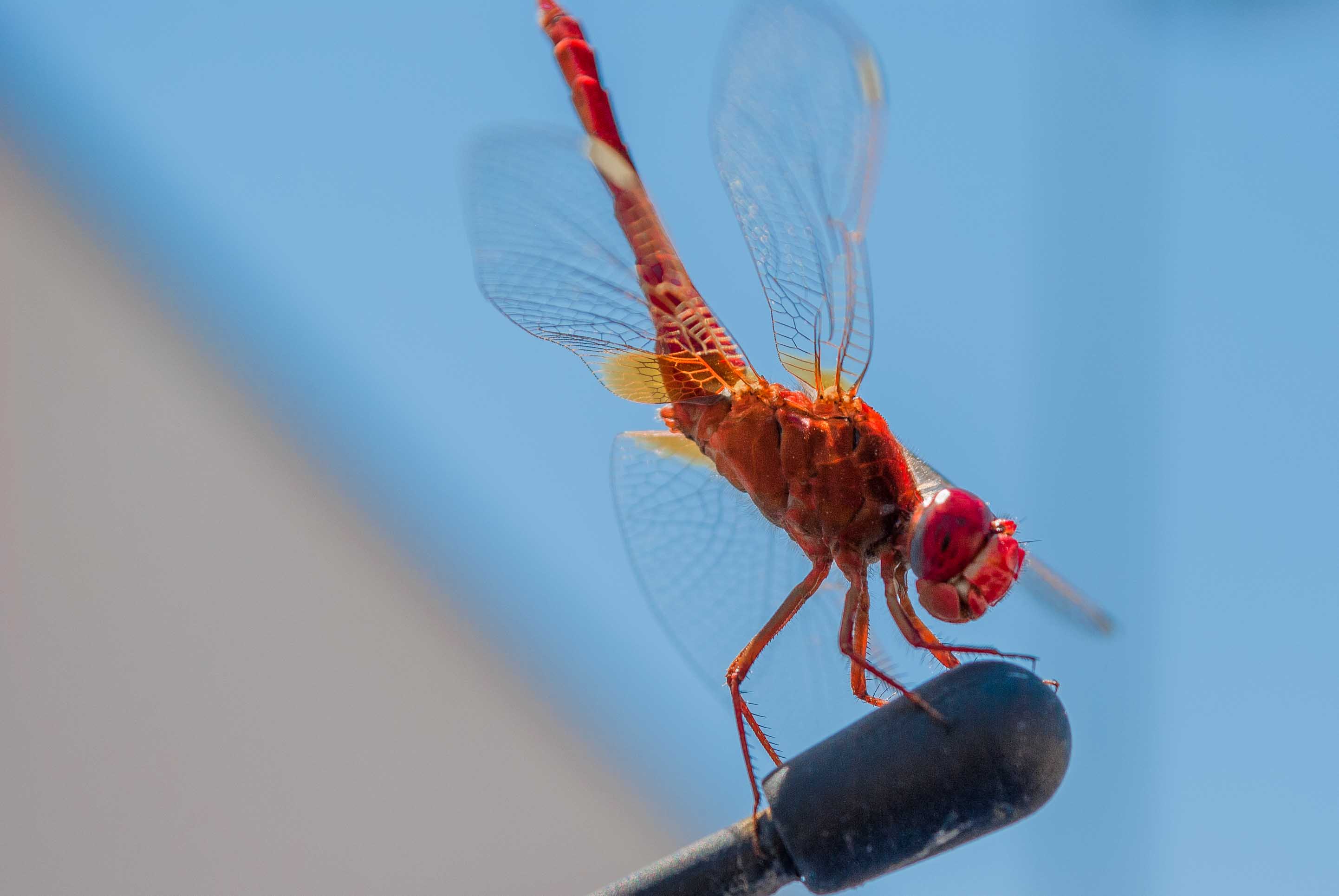 DSC_4815.jpg