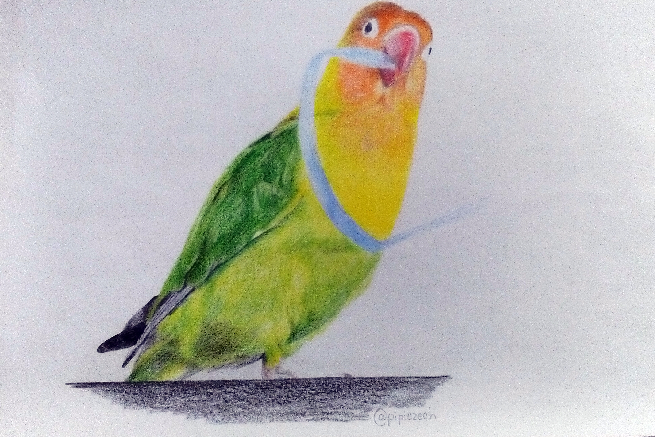 Draw realistic bird