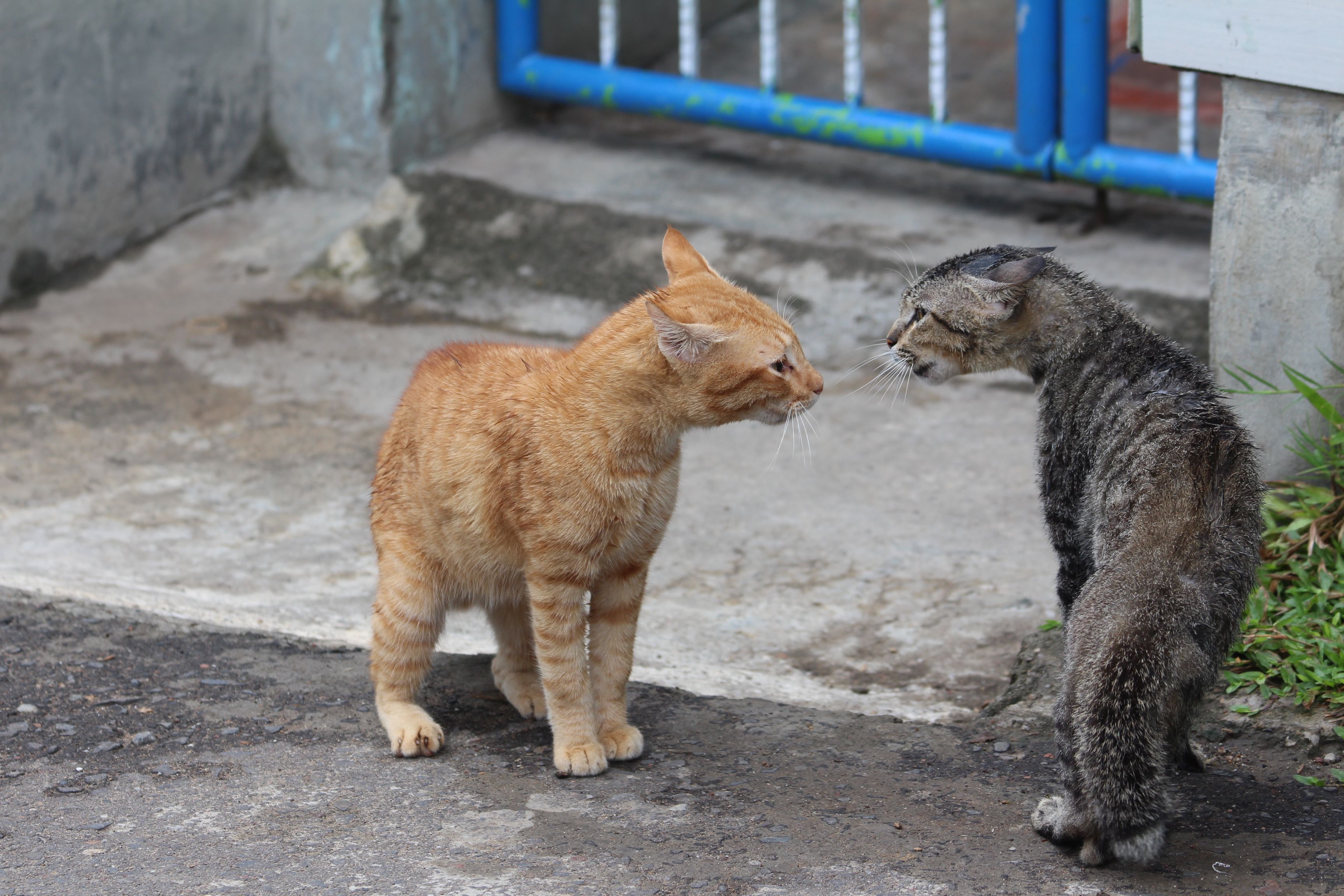 The Attitude Of A Cat That Defends Its Territory Steemit