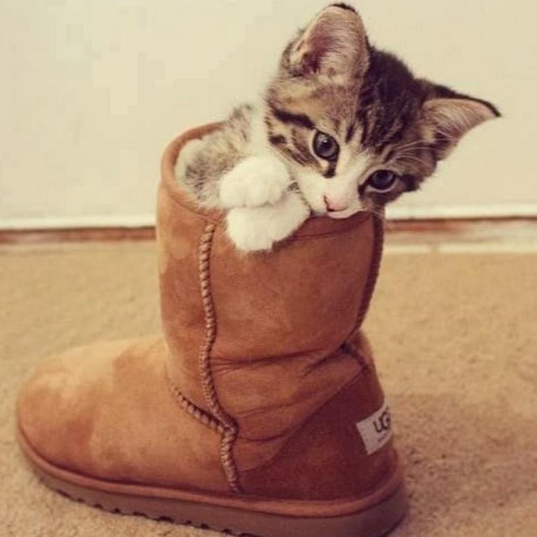 gato con botas.jpg