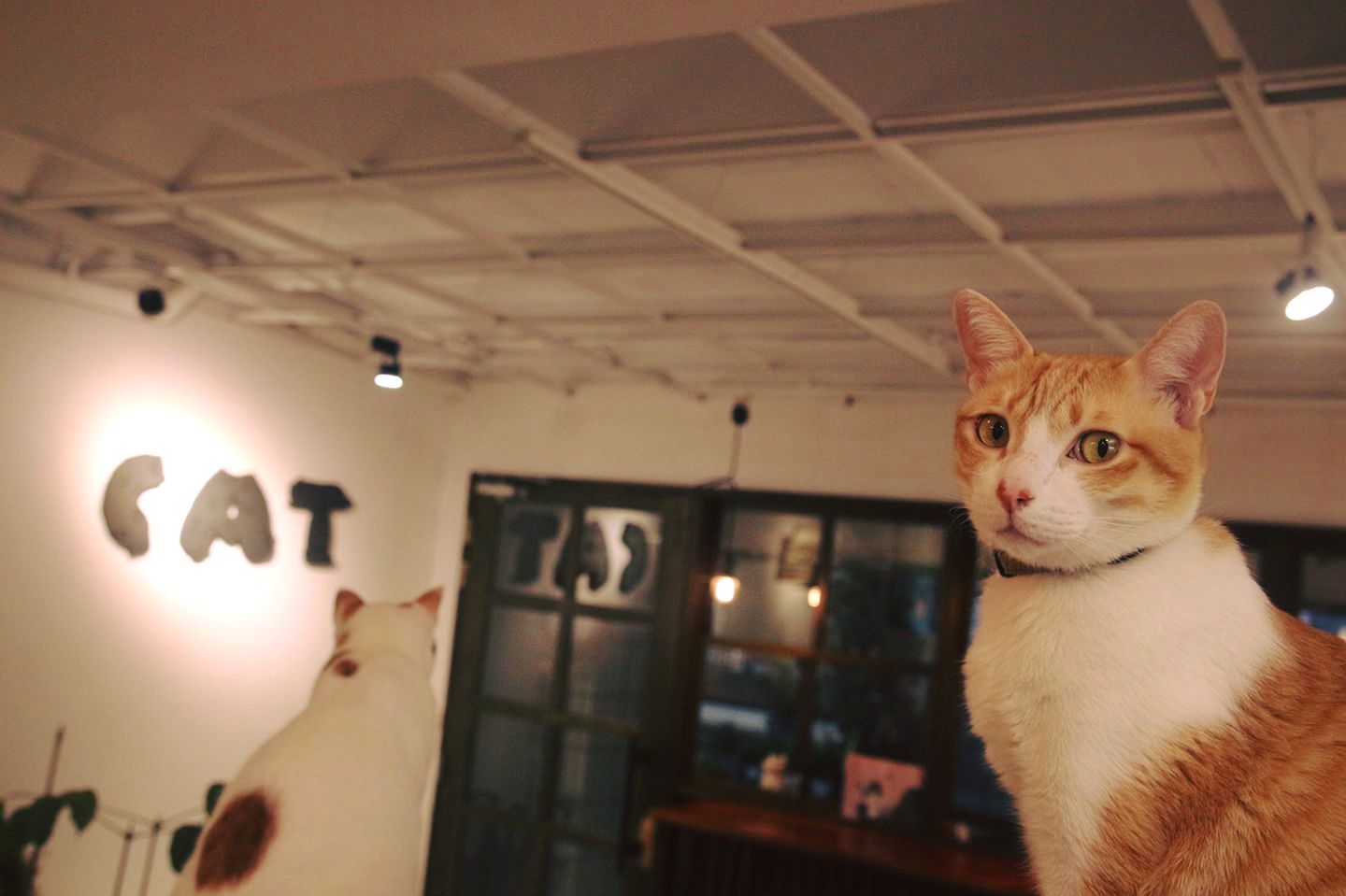 2cat_jpg.jpg