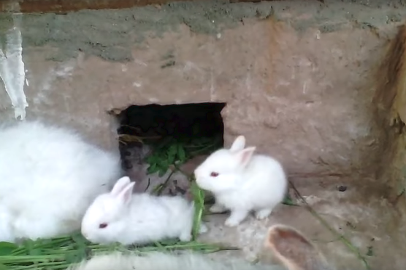 Rabbit.png
