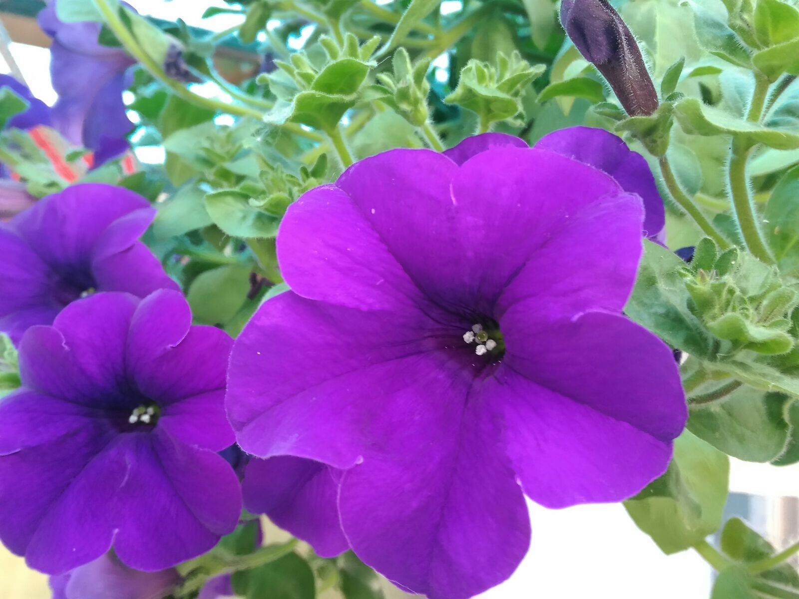 flower purple.jpg