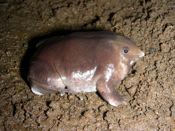 Amazing Pic New Purple Pig-Nose Frog Found in Remote Mountains.jpg