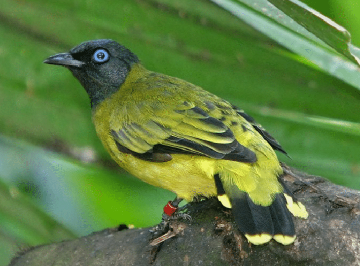 24+ Burung kutilang terupdate