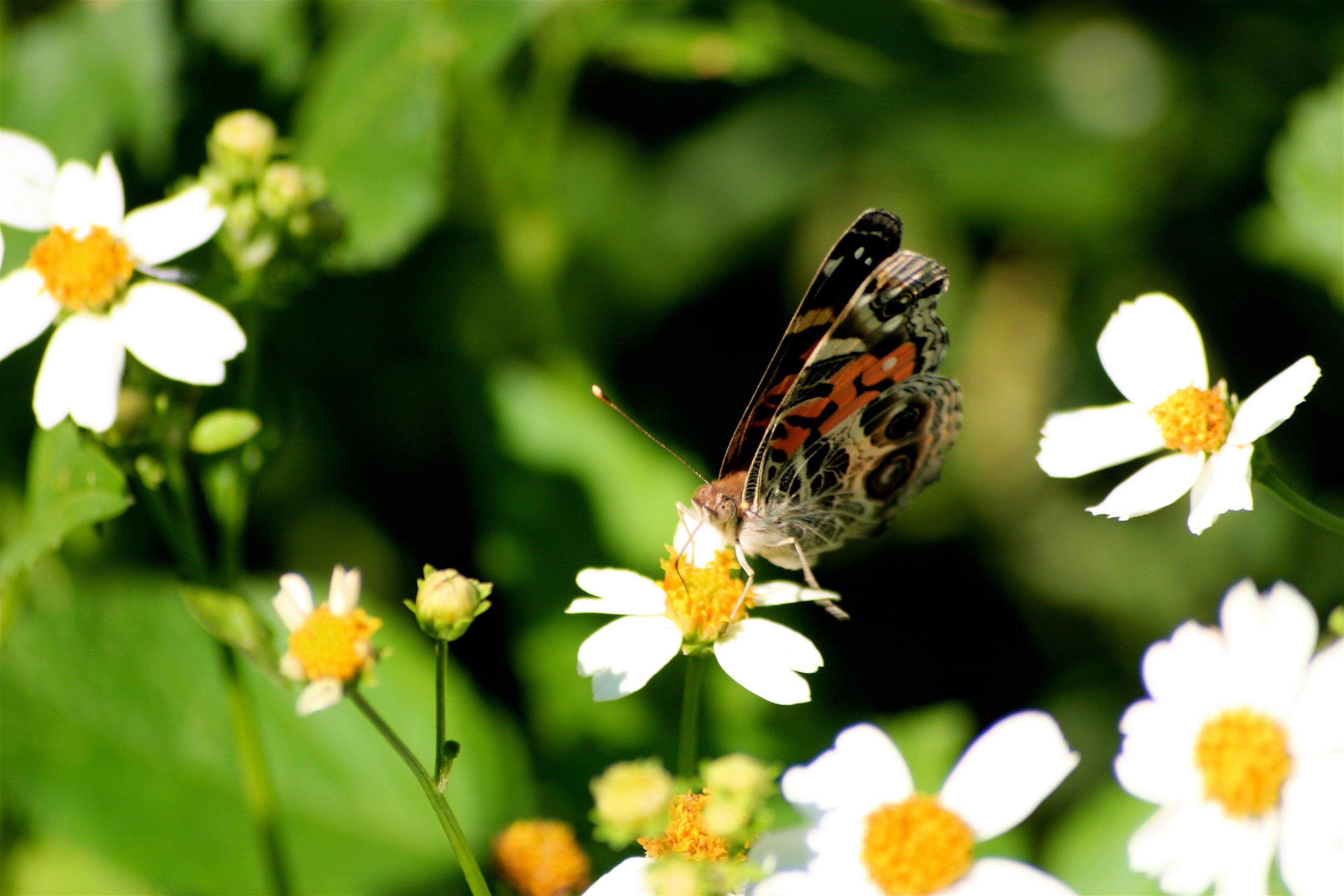 butterfly 6-1.jpg