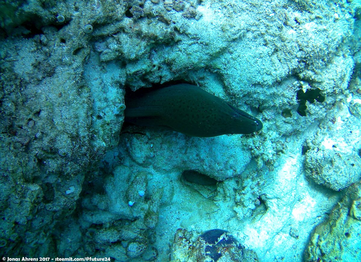 moraine-diving-maldives-south-ari-atoll_01.jpg