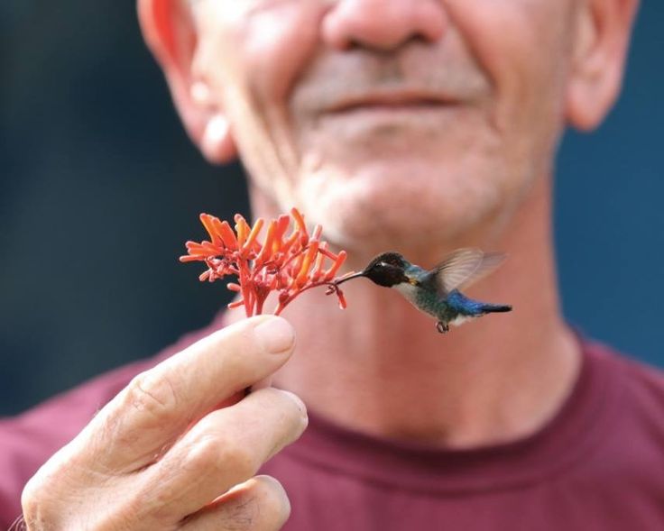 5a932fd2f861e9f58c162b3db002ea28--bee-hummingbird-cuba.jpg