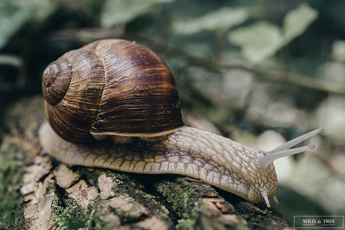 Snail-macro.jpg