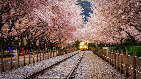 Tunnels of Trees 3.jpg