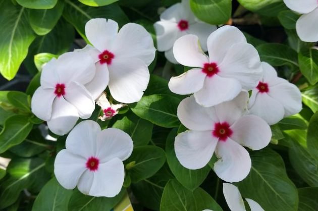 Annual-Vinca-630x418.jpg