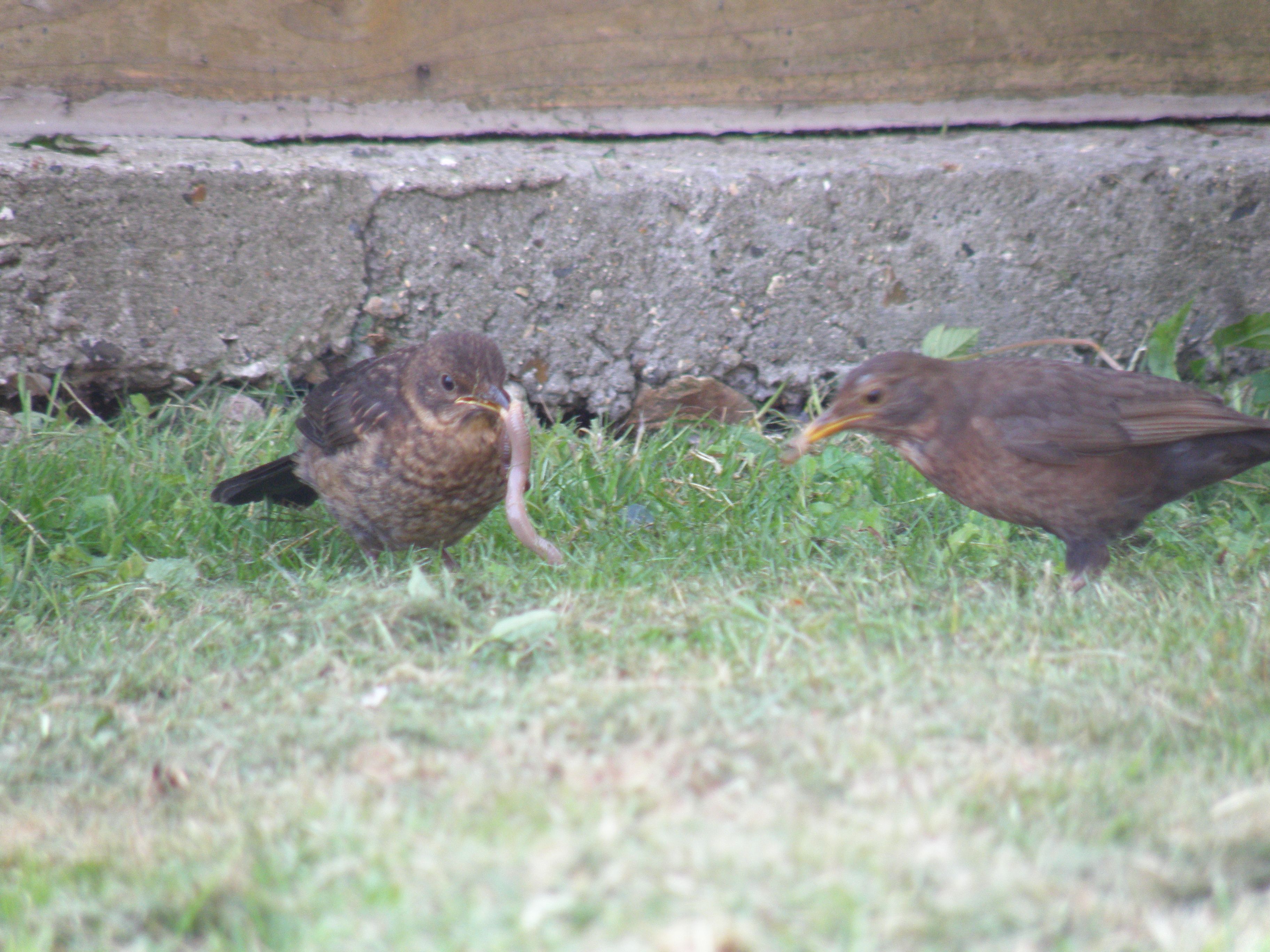 Blackbirds (15) (2015_09_28 11_13_35 UTC).JPG