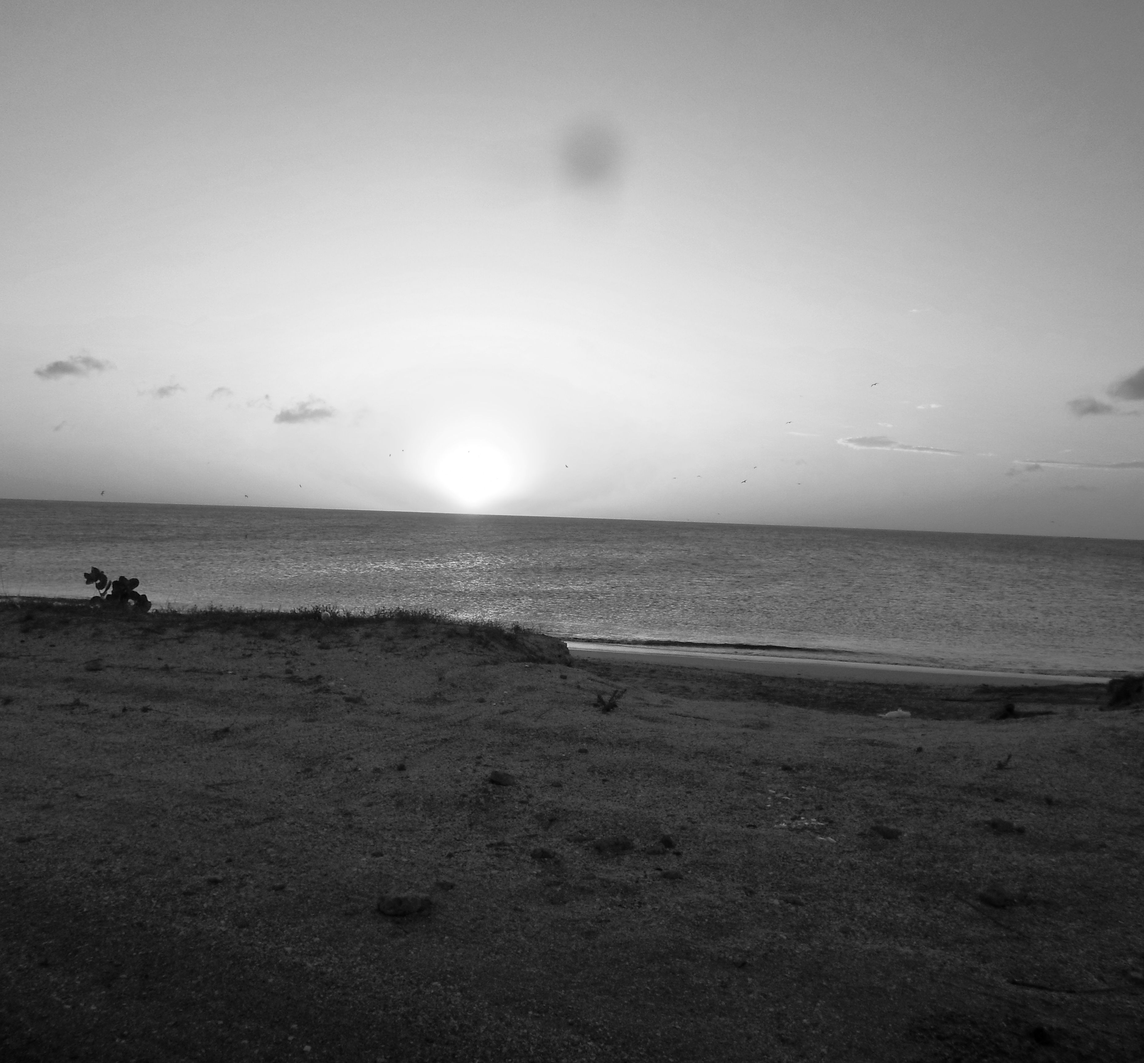 SAM_0441 - copia.JPG