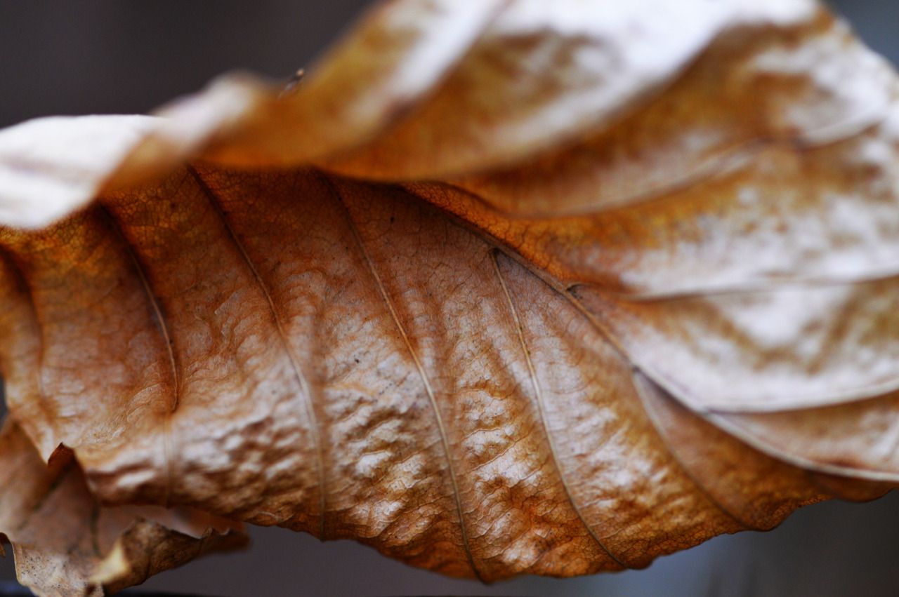 115942323371 - last years dead beech leaf_1.jpg