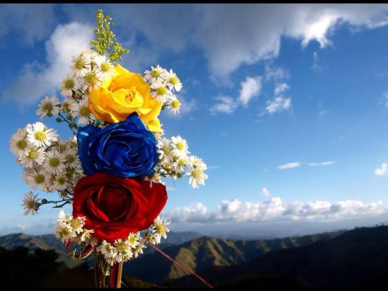 flores tricolor.jpg