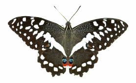 Butterfly Cirus Swallowtail H169 GIF.gif