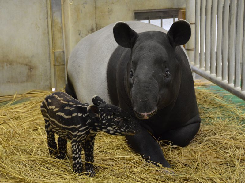 Sora and Yume courtesy of Tama Zoological Park