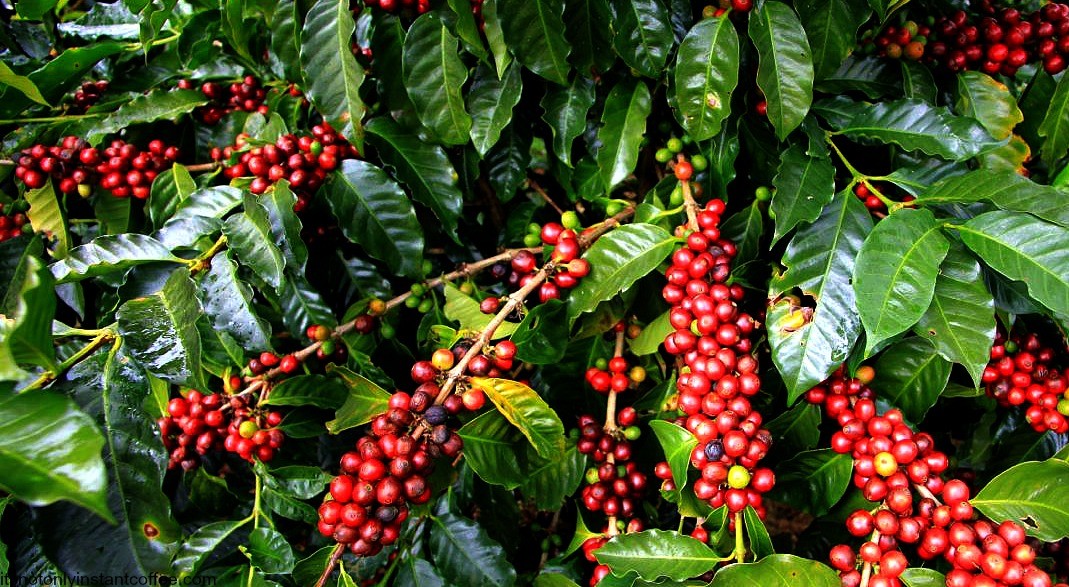 Kopi-Arabika.jpg
