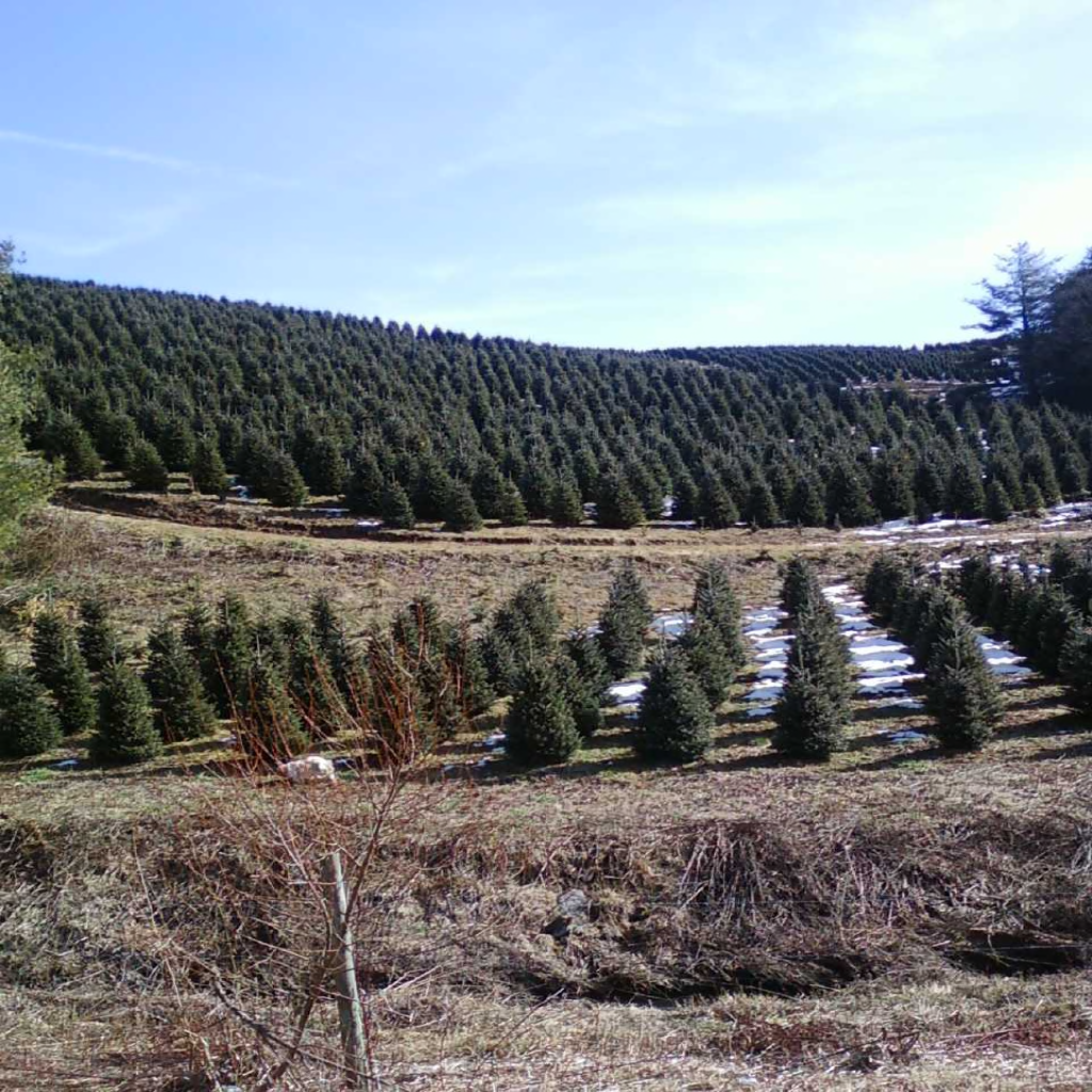 Christmas tree farm2.png