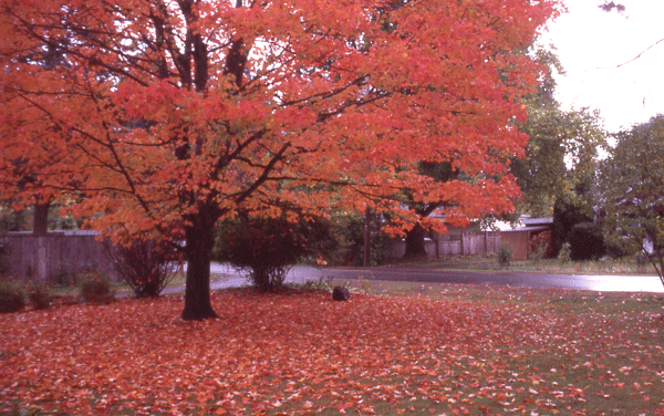 autumn_maple_tree-11899.gif