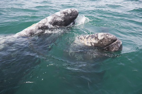 two-gray-whales.jpg