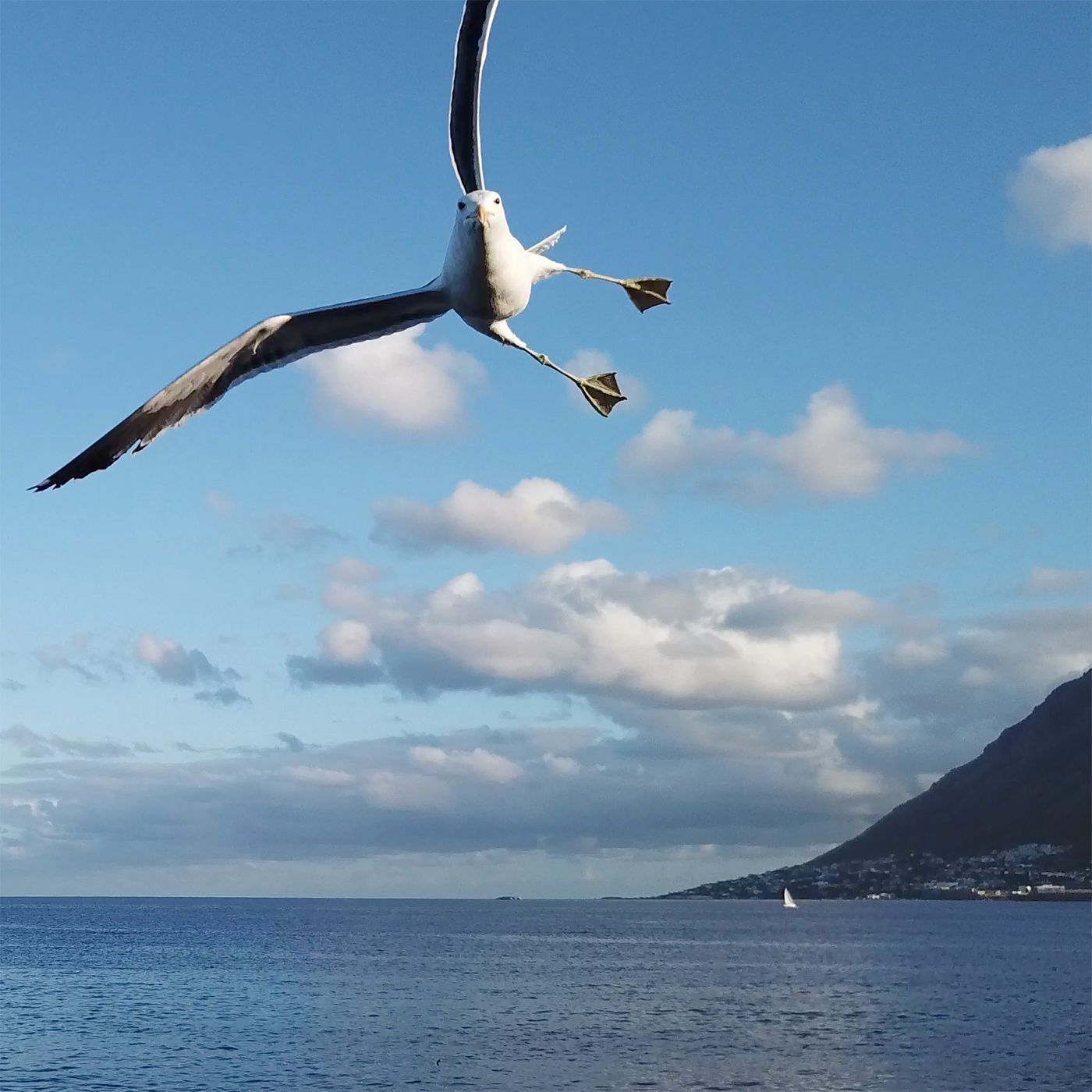 tooclosegull.jpg