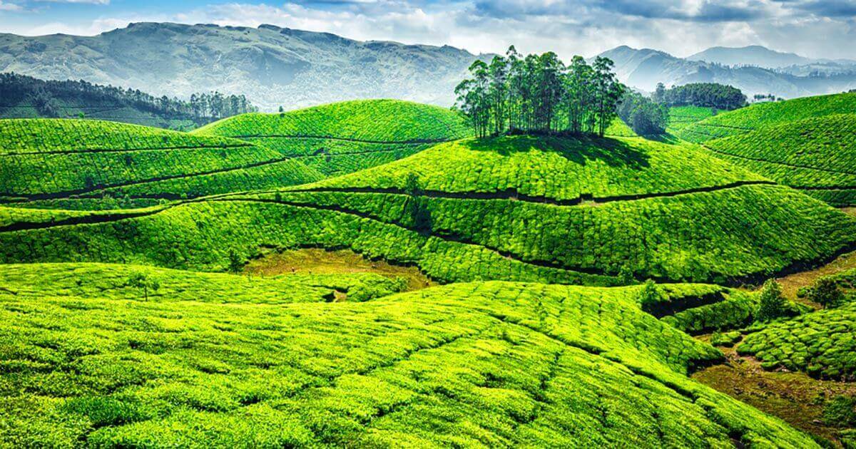 tea-gardens-in-munnar-og.jpg