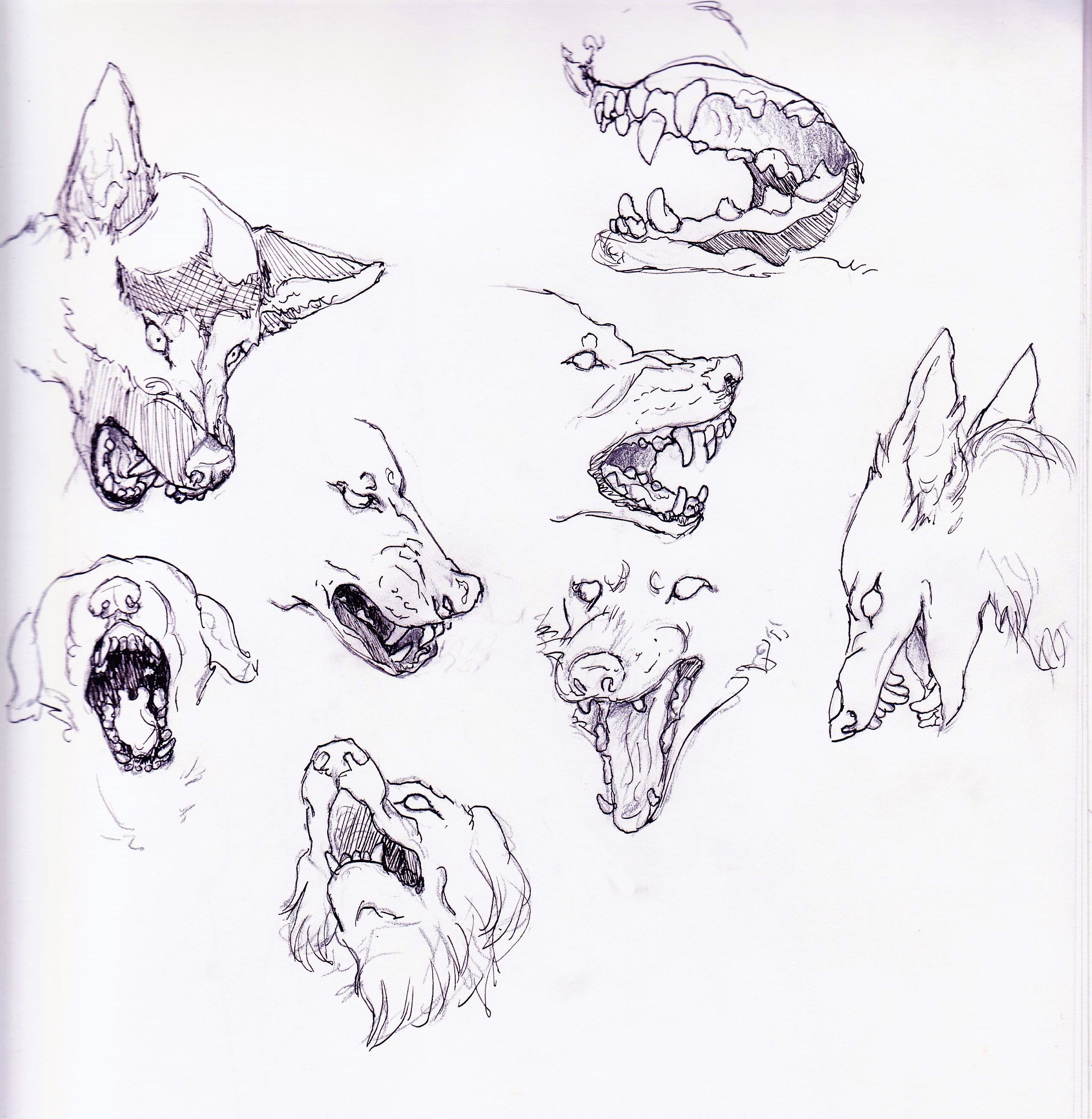 dog snarls 001.jpg
