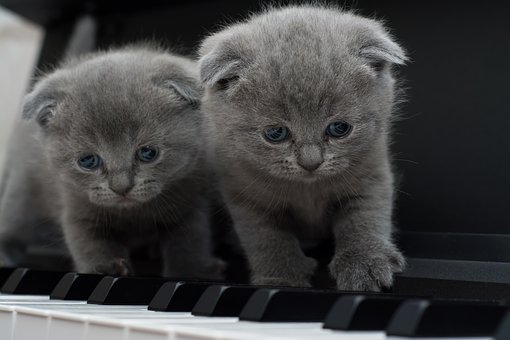 cats and piano.jpg