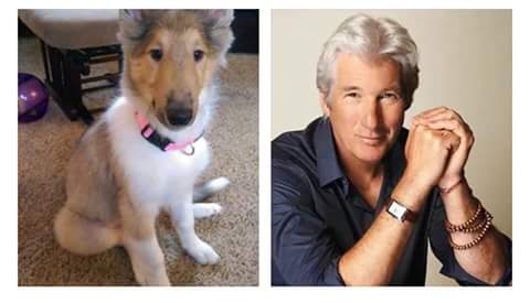 perros que se parecen a sus dueños - Richard Gere.jpg