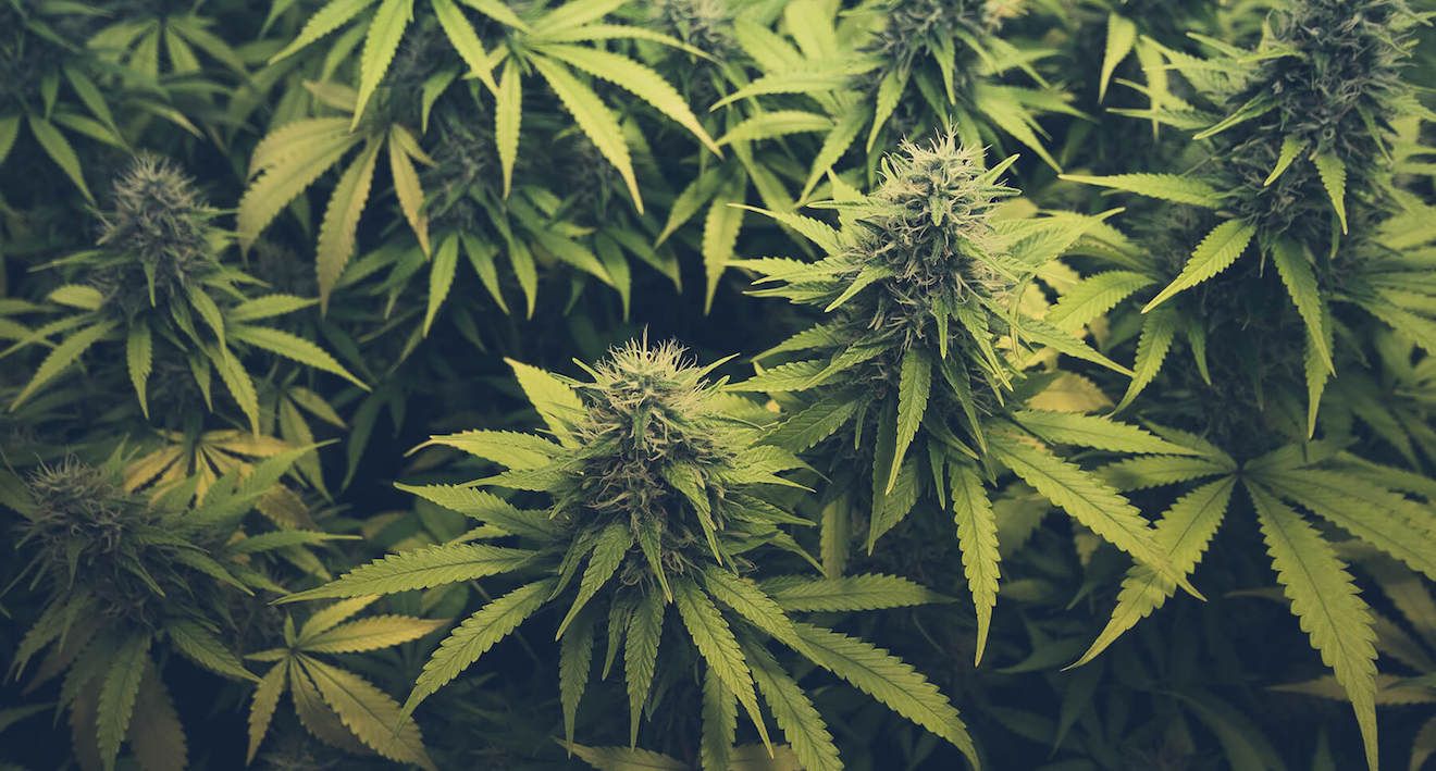 cannabis-sativa-indica-hybrid.jpg