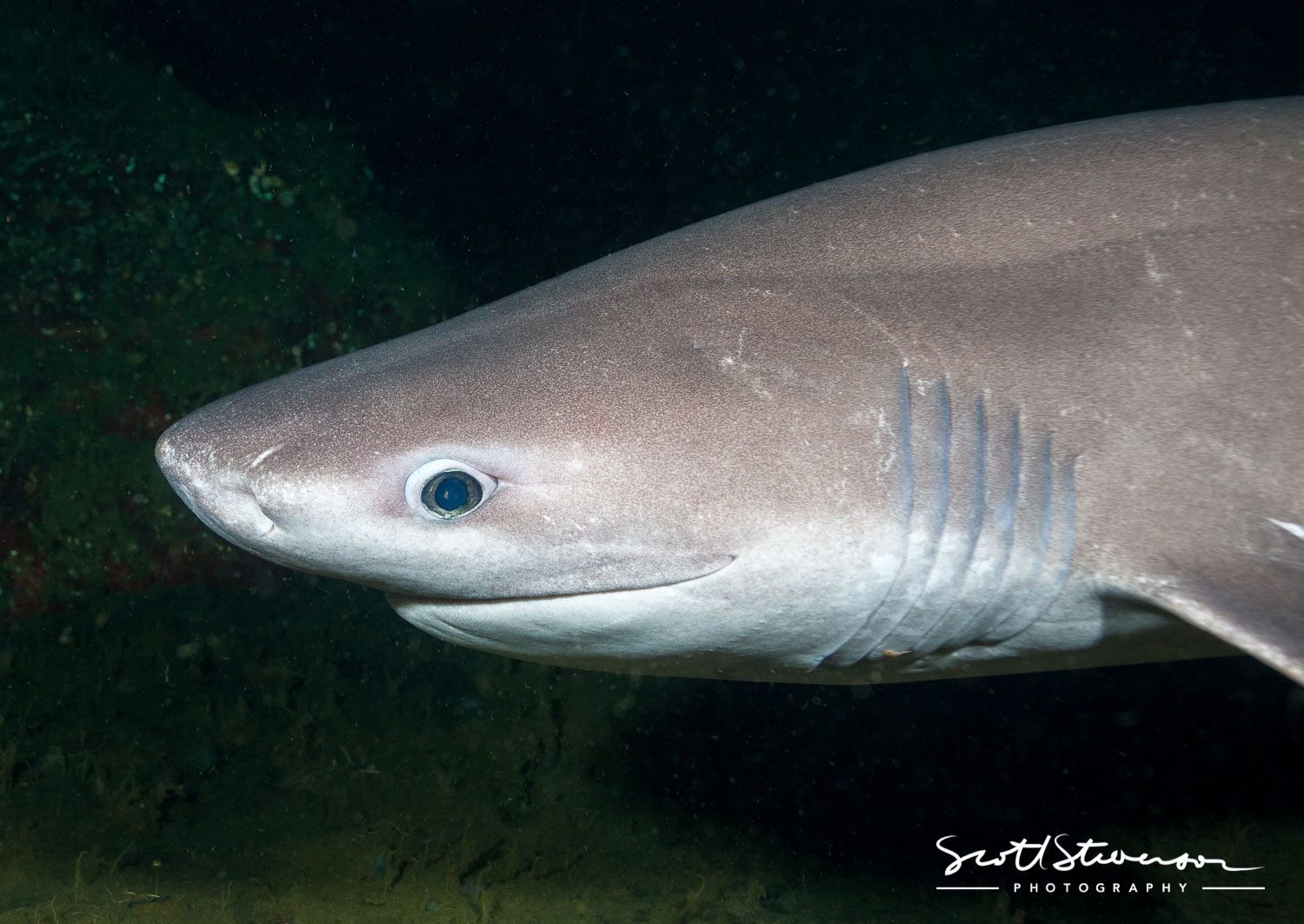 Шестижаберная акула. Bluntnose Sixgill Shark. Шестижаберная акула (Hexanchus griseus). Sixgill акула.