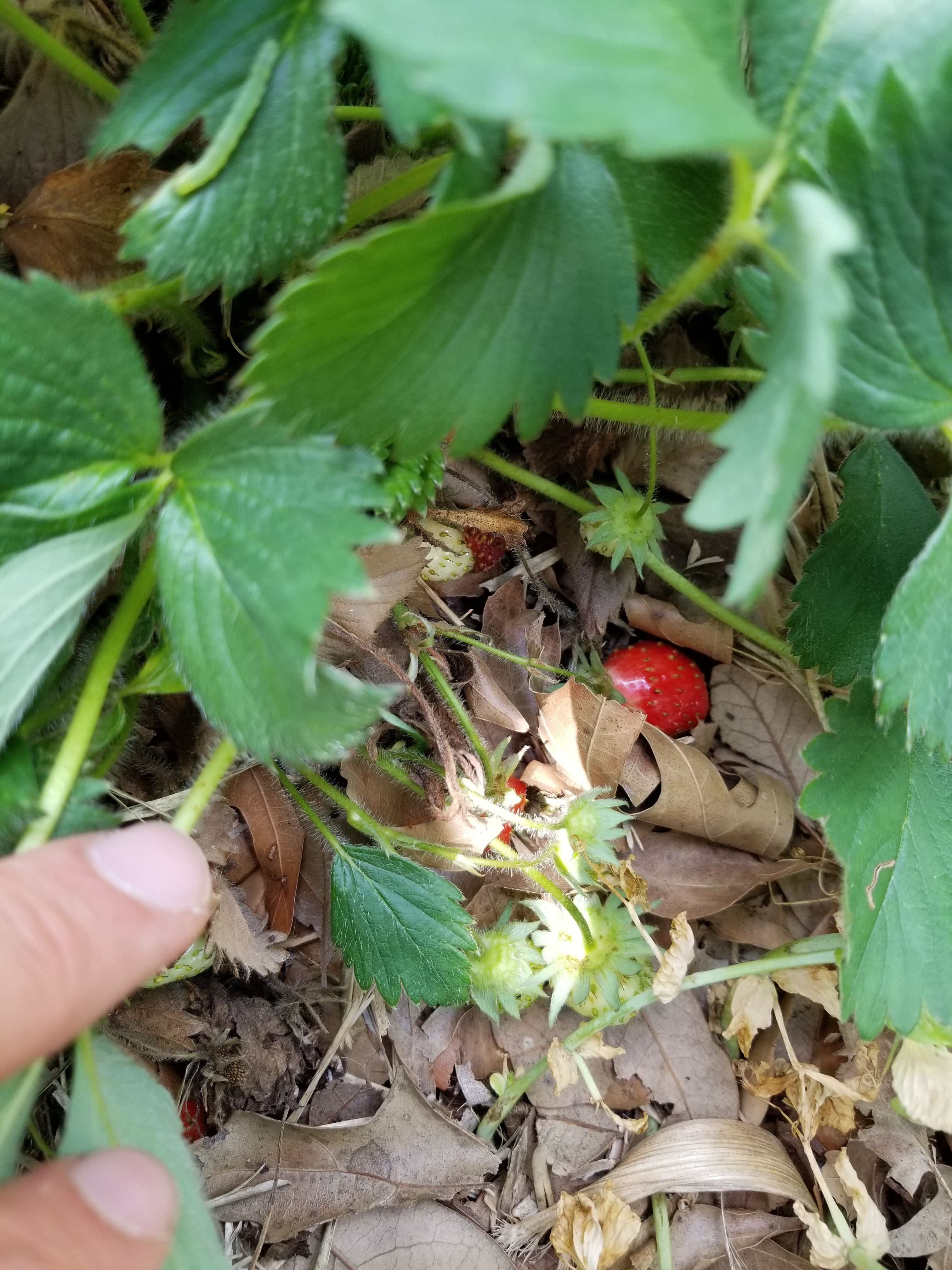 Ripe Strawberries.jpg