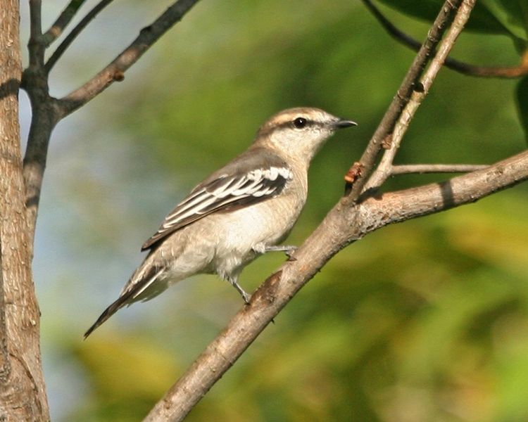 750px-Pied_Triller_(Lalage_nigra_striga)_-_female_-_Flickr_-_Lip_Kee.jpg