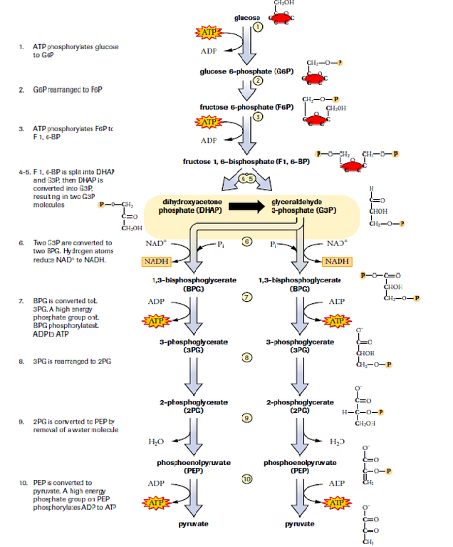 Glycolysis.png