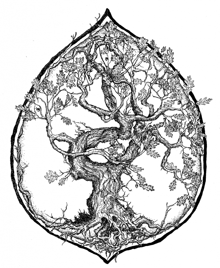 drawings-of-oak-trees-bare-oak-tree-drawings-related-keywords-amp-suggestions-bare-oak.jpg
