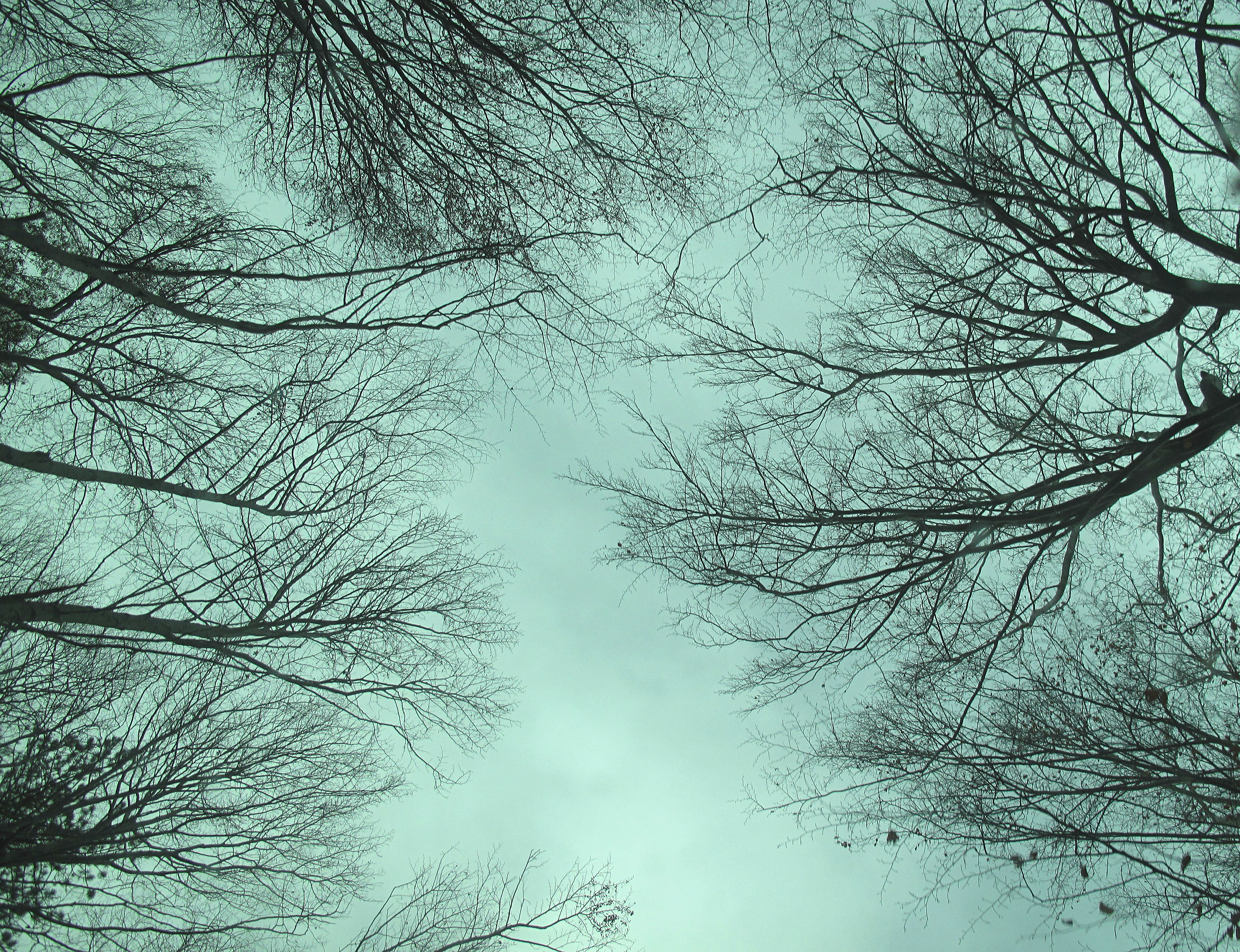 Tree Branches at Dusk.jpg