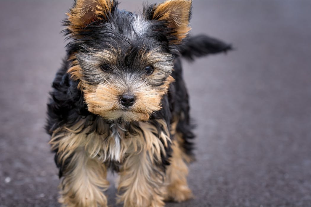 dog-puppy-yorkshire-terrier-yorkshire-terrier-puppy-163685.jpeg
