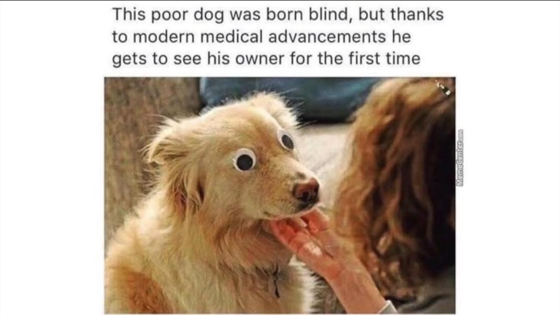 DOGO-BLINDO.jpg