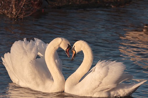 swans-2116649__340.jpg