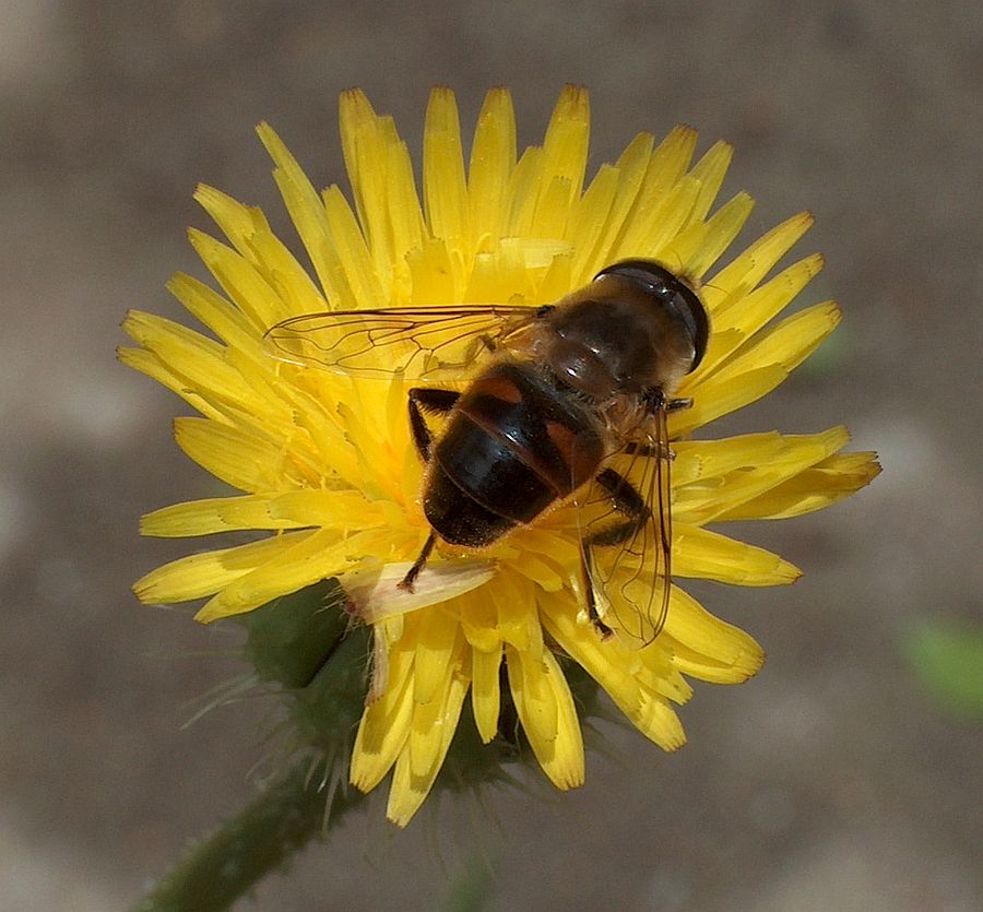 AHPIM4034 rc.jpg