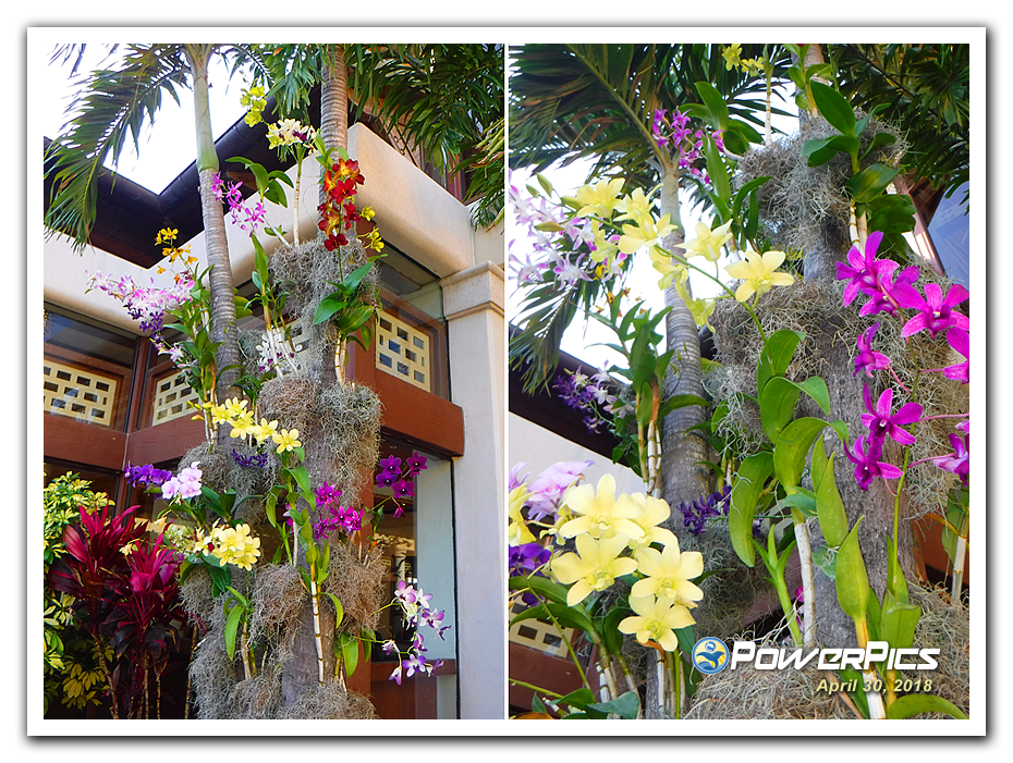 Orchids-04-PowerPics.png