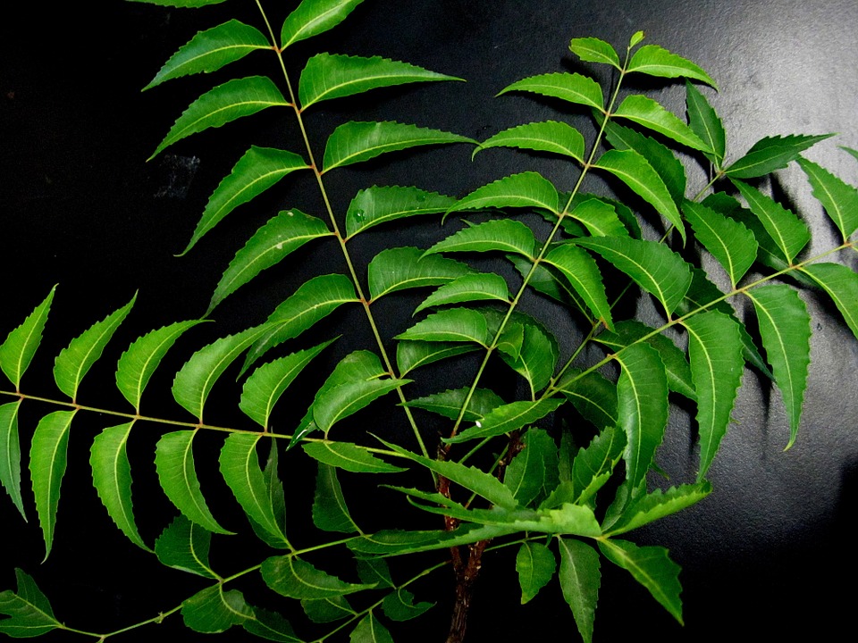 Herb-Neem-Leaves-Neem-651913.jpg