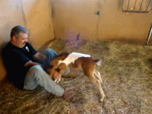Photo for funny baby horse gif